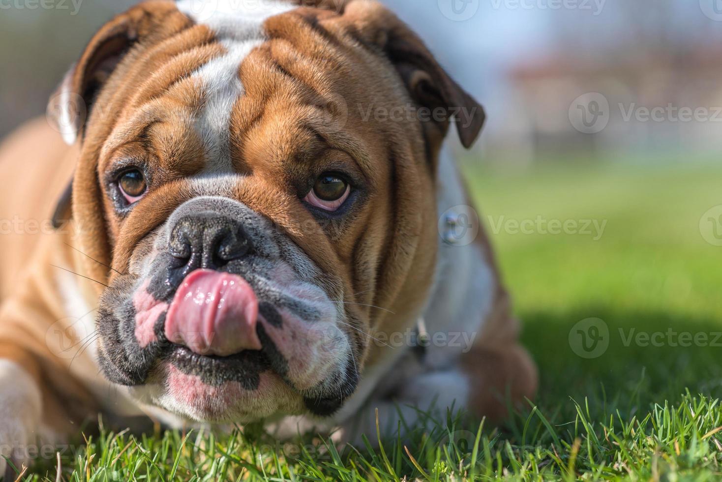 retrato de bulldog inglês foto