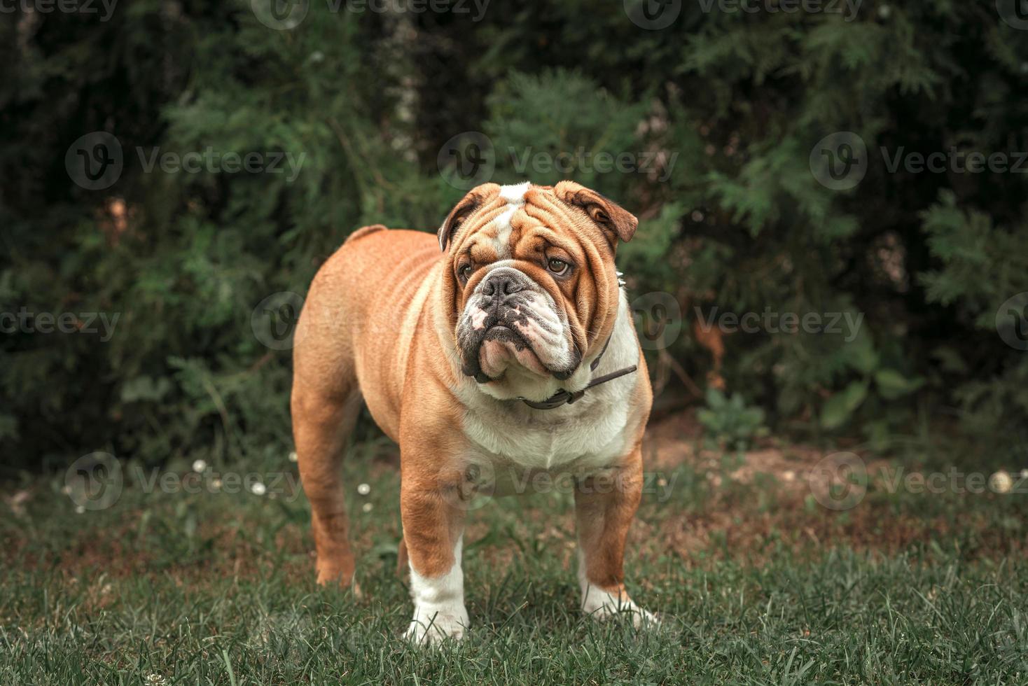 Inglês buldogue posando foto