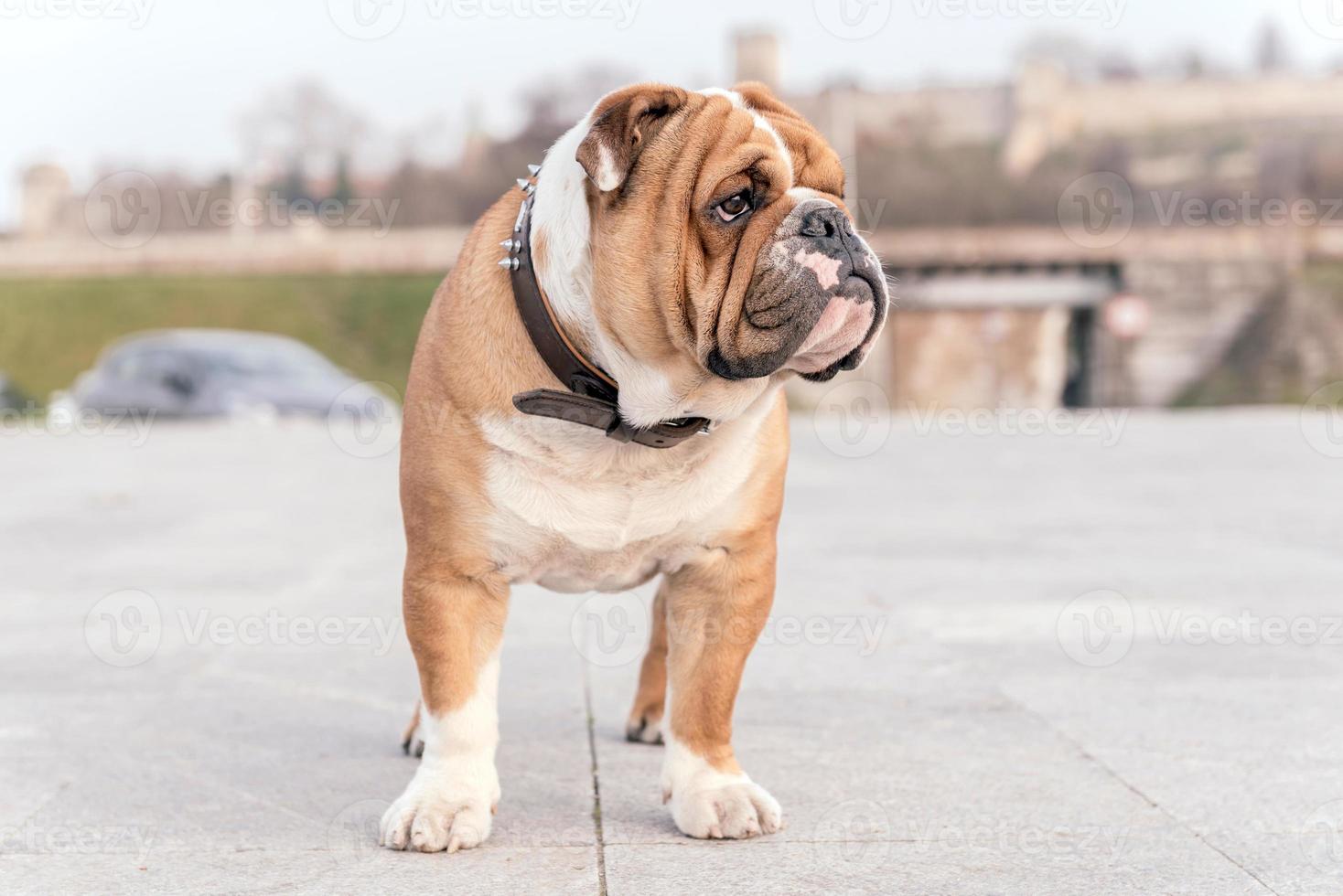 Inglês buldogue a partir de baixo ângulo foto