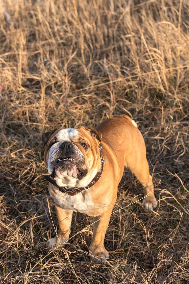 Inglês buldogue ao ar livre foto