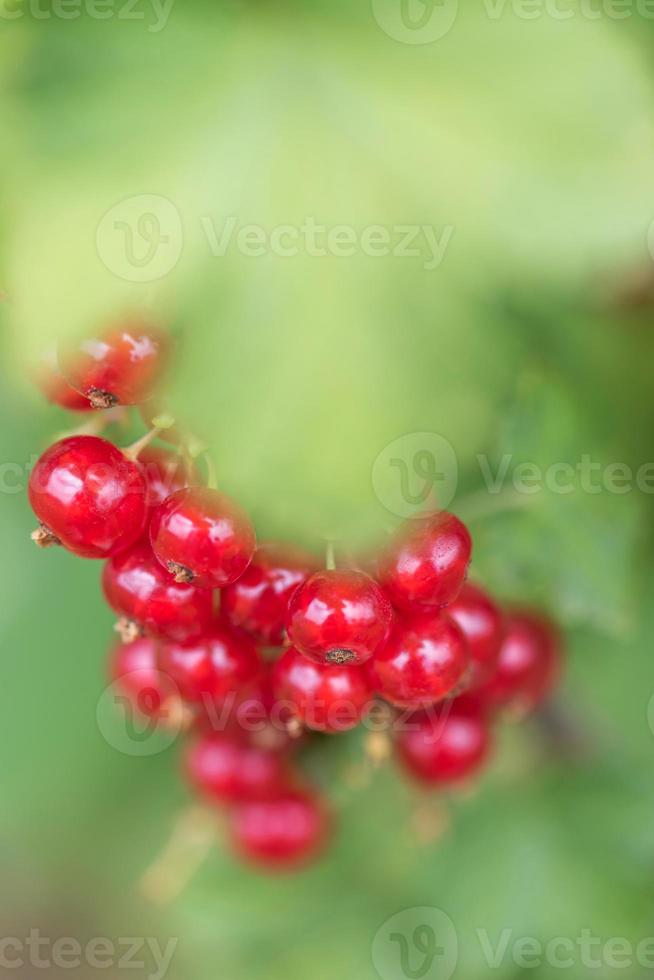 orgânico vermelho groselha foto