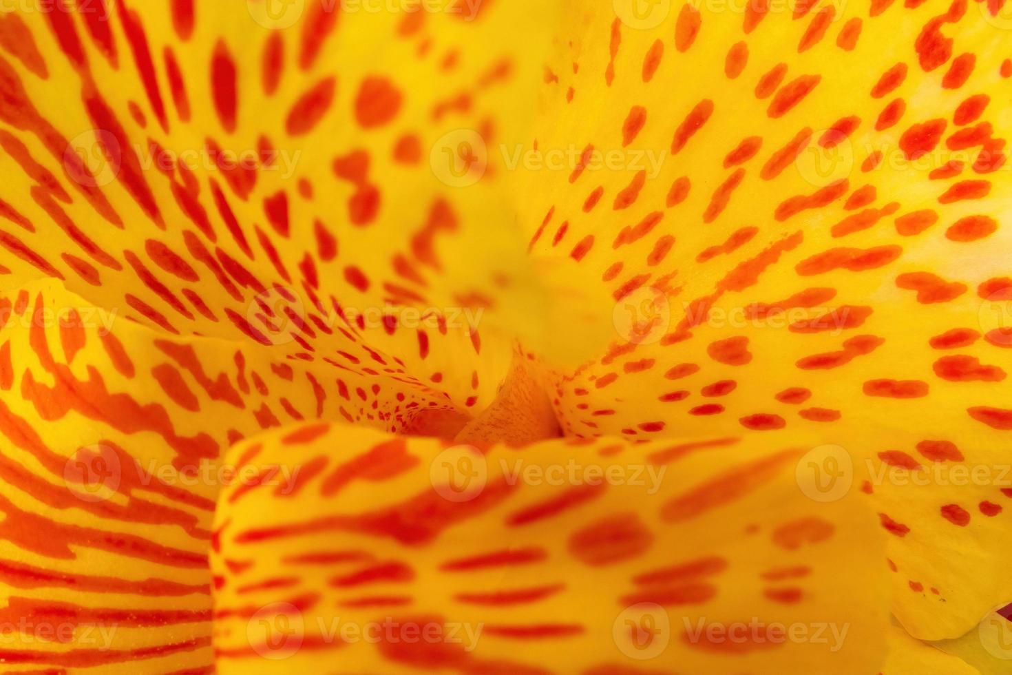 amarelo achira cana indica flor macro foto fundo