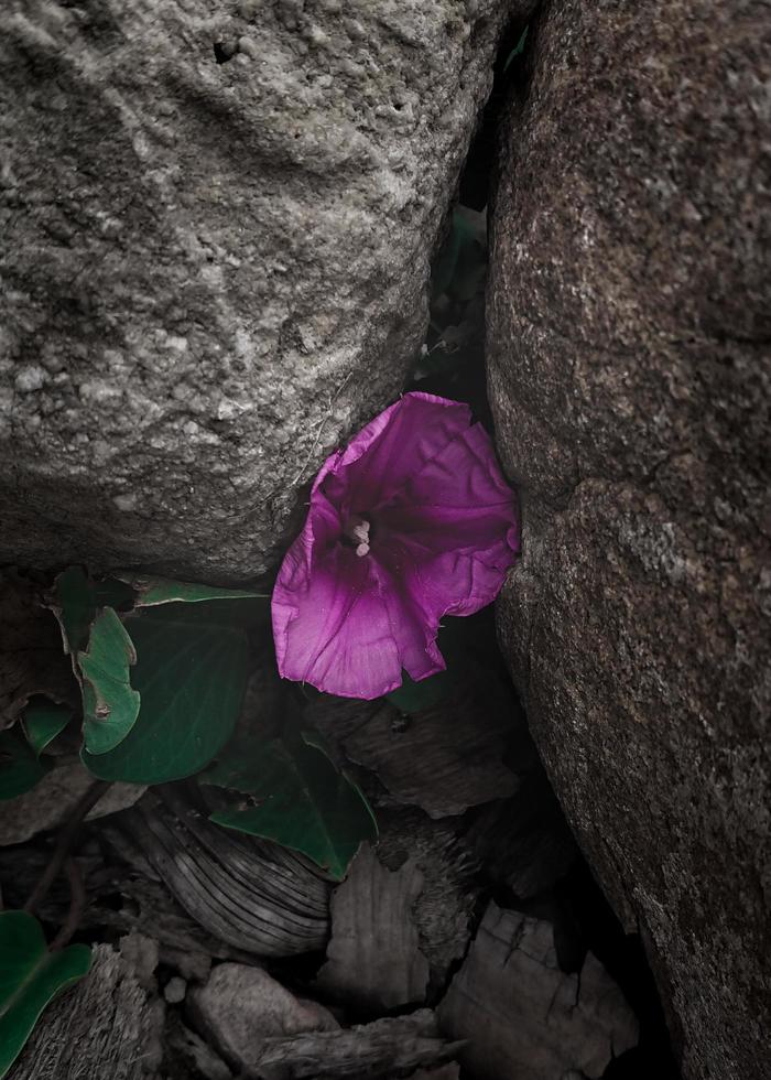 flor forte sobrevivendo na fenda foto