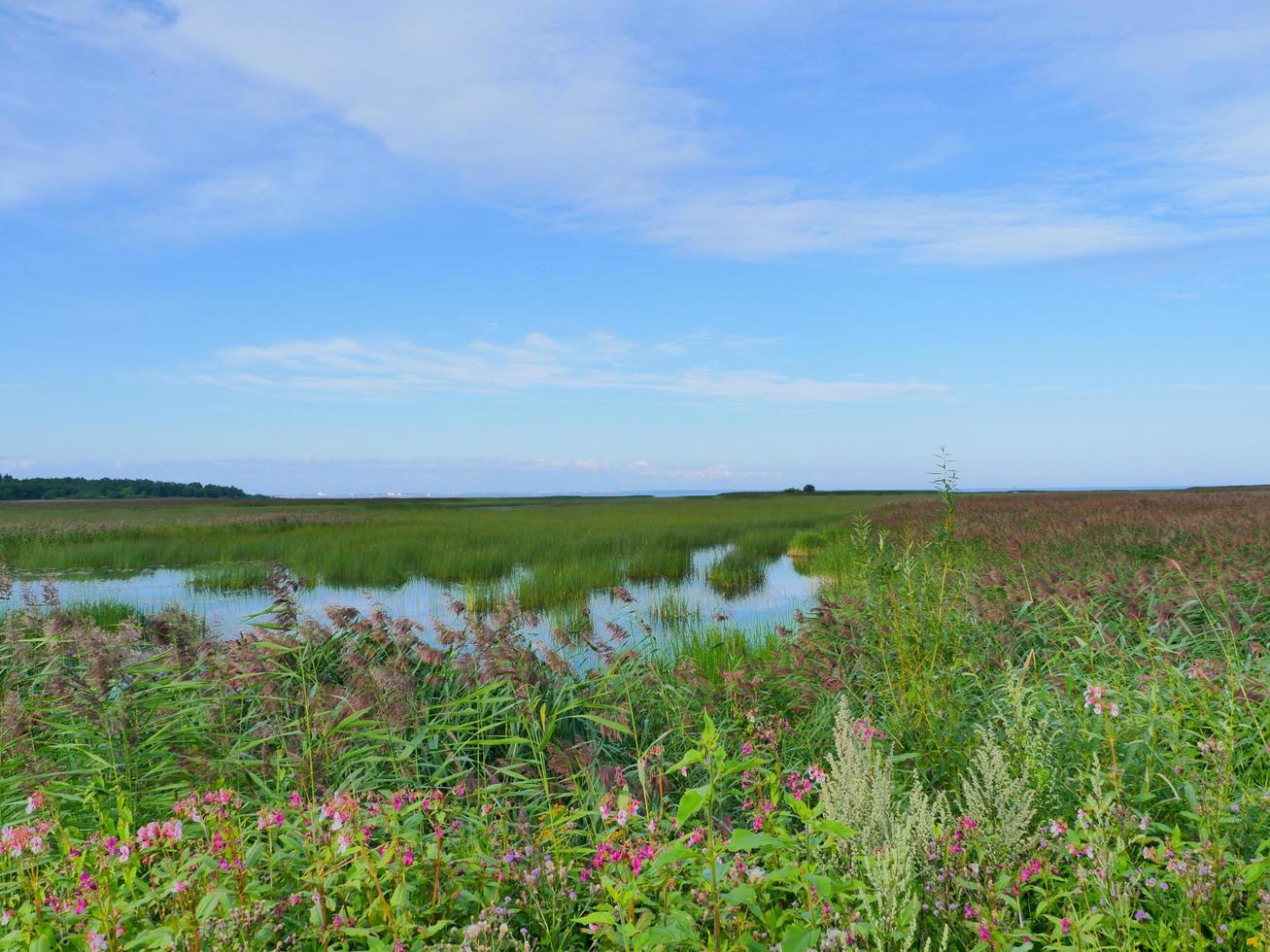 prados inundados floridos, o lago está coberto de juncos densos paisagem de verão foto