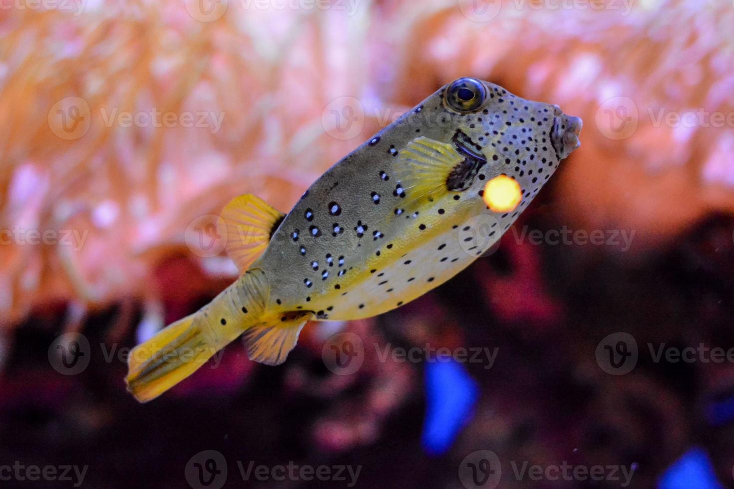 lindo embaixo da agua Visão foto