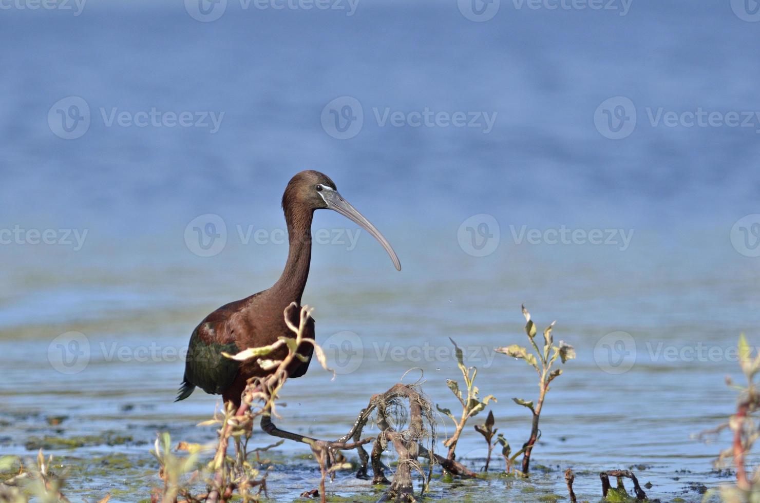 ibis brilhante - plegadis falcinellus, creta foto