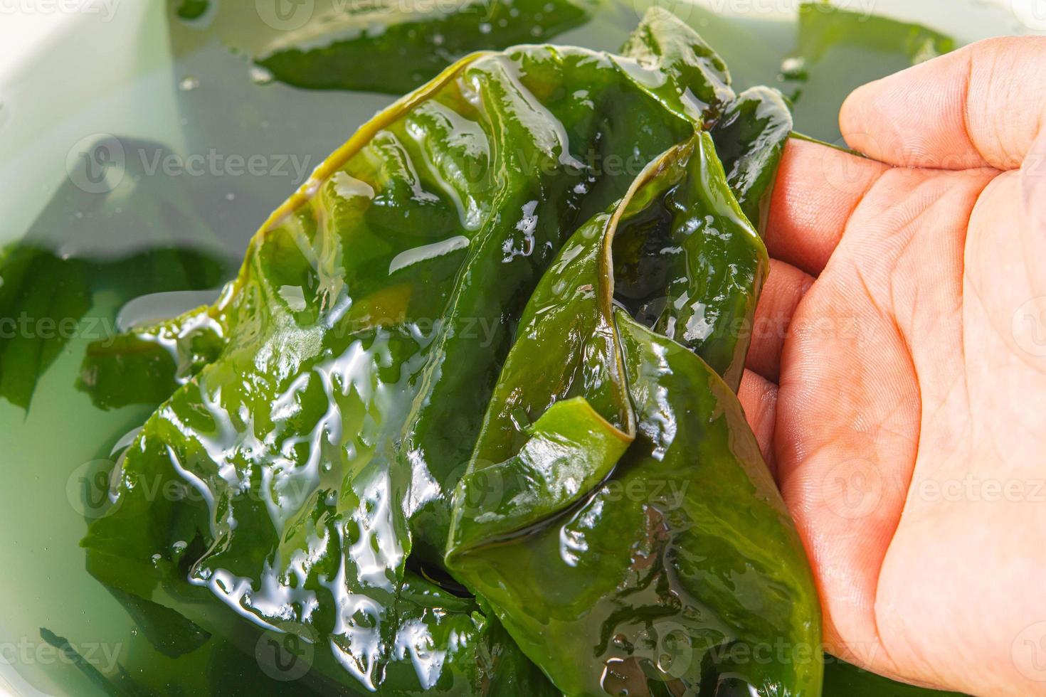 homem segurando algas marinhas dentro mão fundo foto