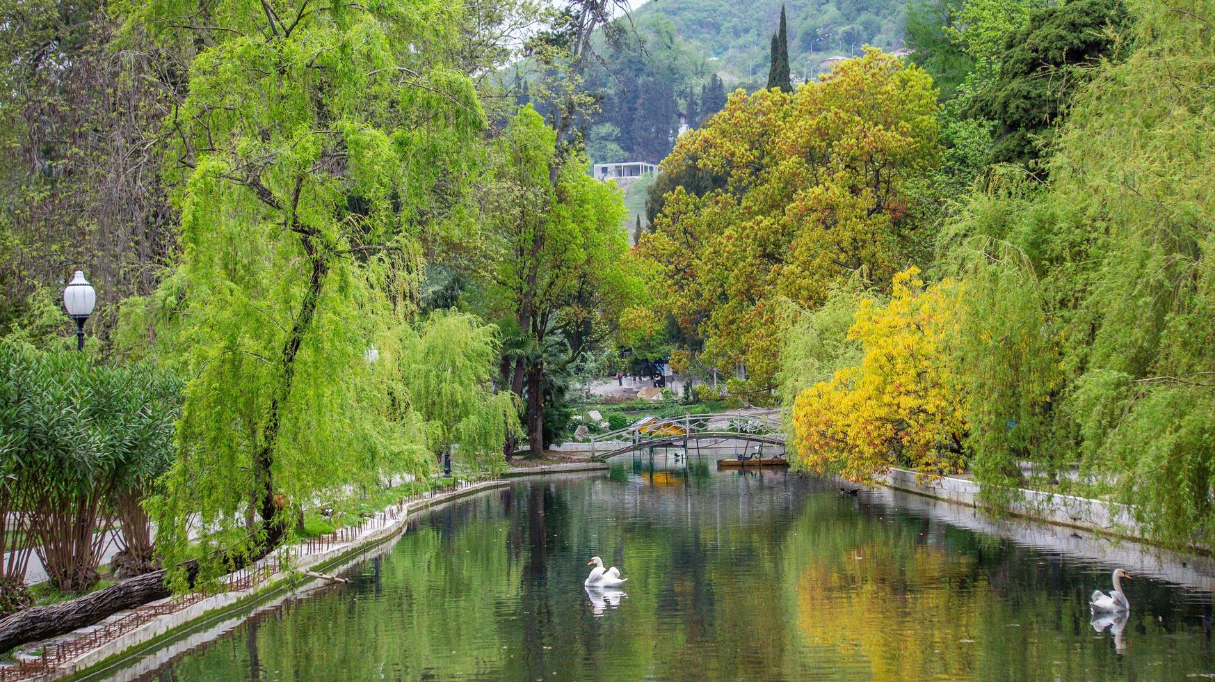 cisnes em um lago cercado por árvores em um parque em novos athos, abcásia foto