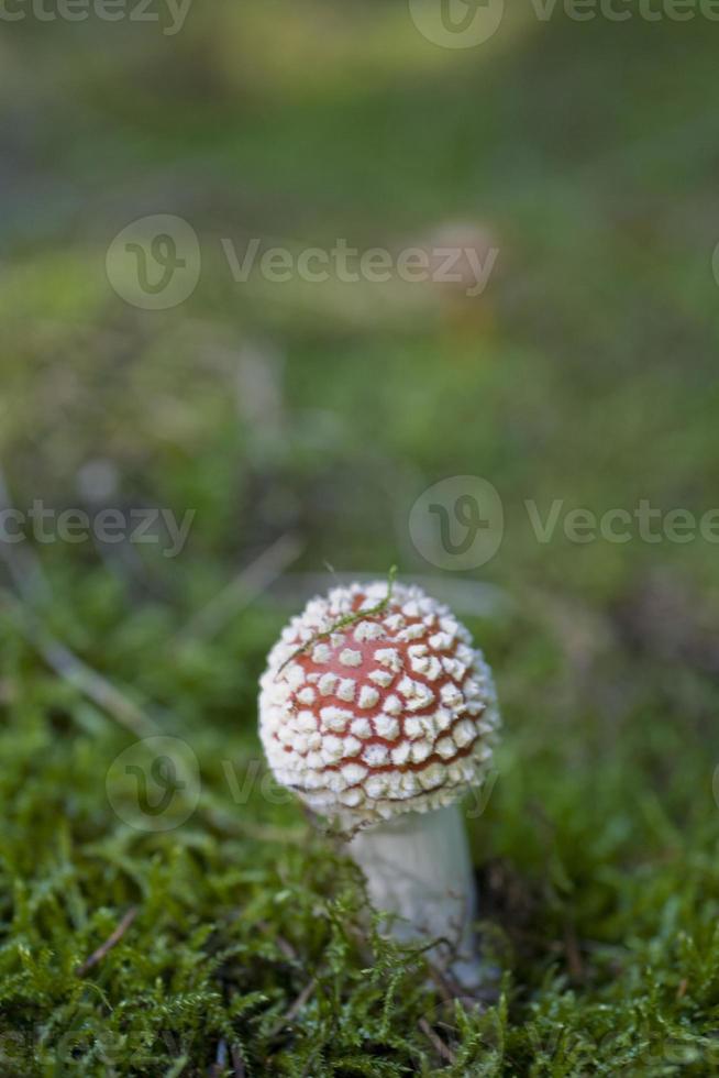 vermelho outono cogumelo crescendo dentro uma verde europeu floresta foto