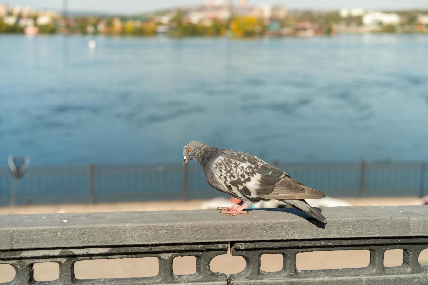 pombo em um trilho de concreto próximo a um corpo d'água em irkutsk, rússia foto