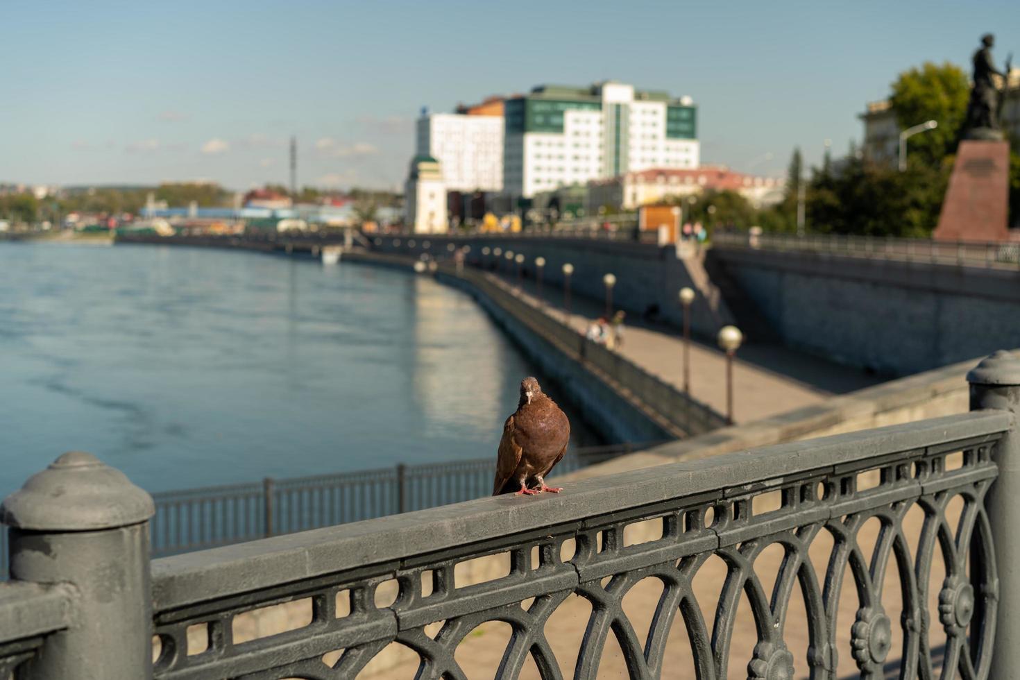 pombo em um trilho de concreto próximo a um corpo d'água em irkutsk, rússia foto
