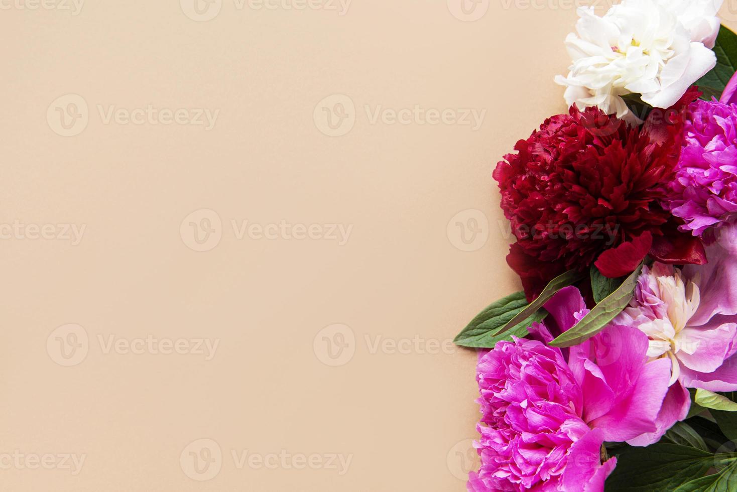 flores peônia com espaço de cópia foto