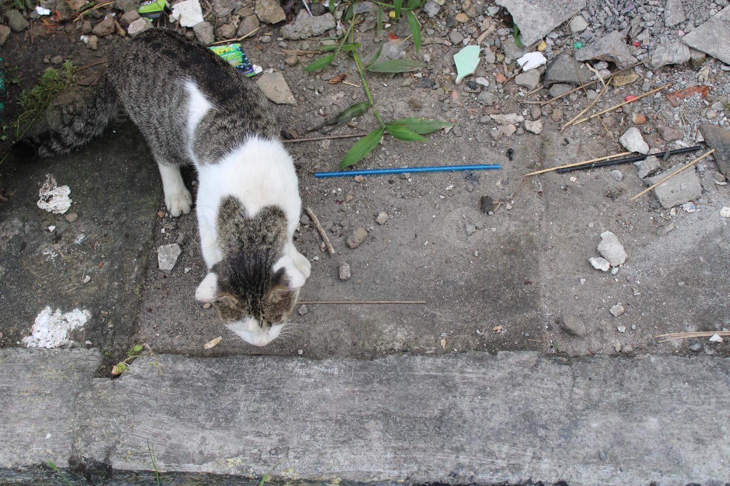 gato olhando para Comida em a lado do a estrada foto