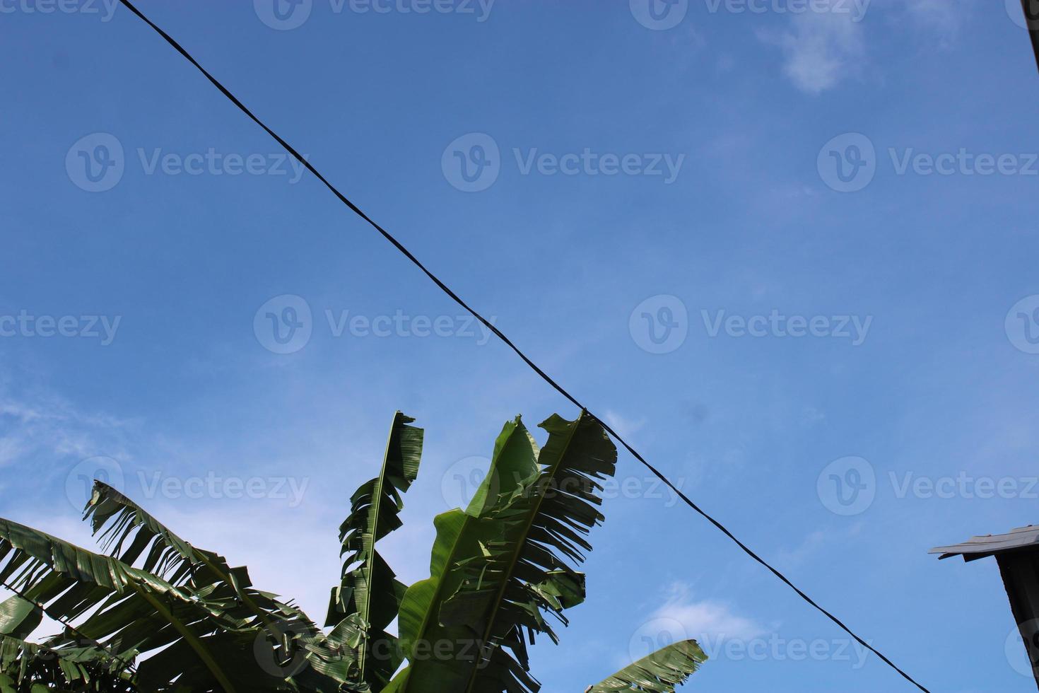 foto do banana árvore folhas contra azul céu