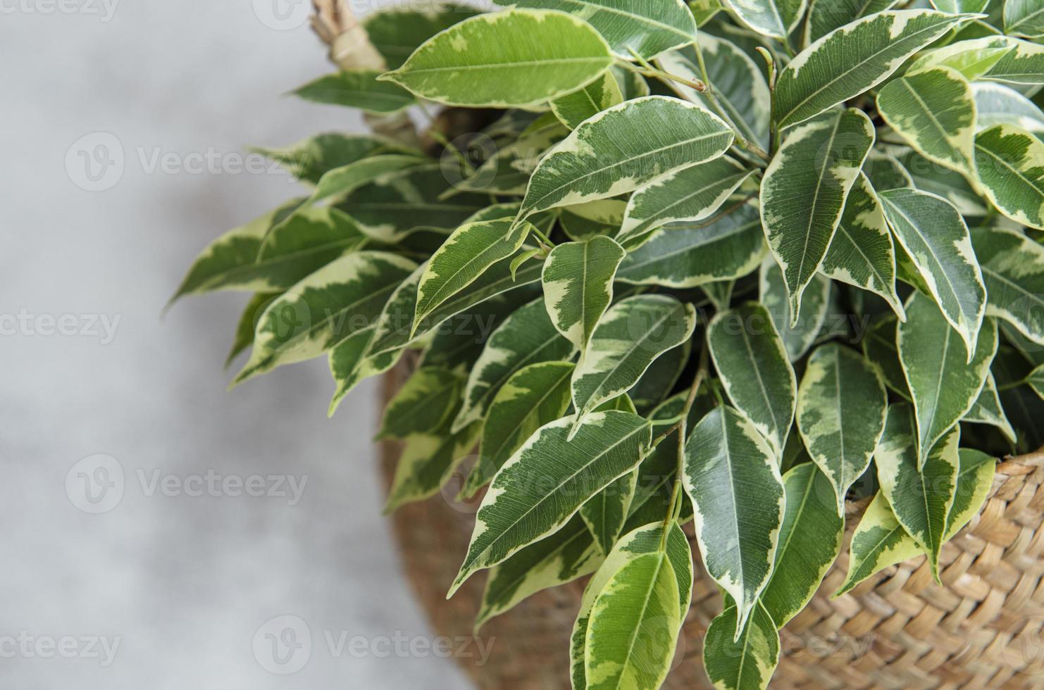 ficus benjamin em uma cesta foto