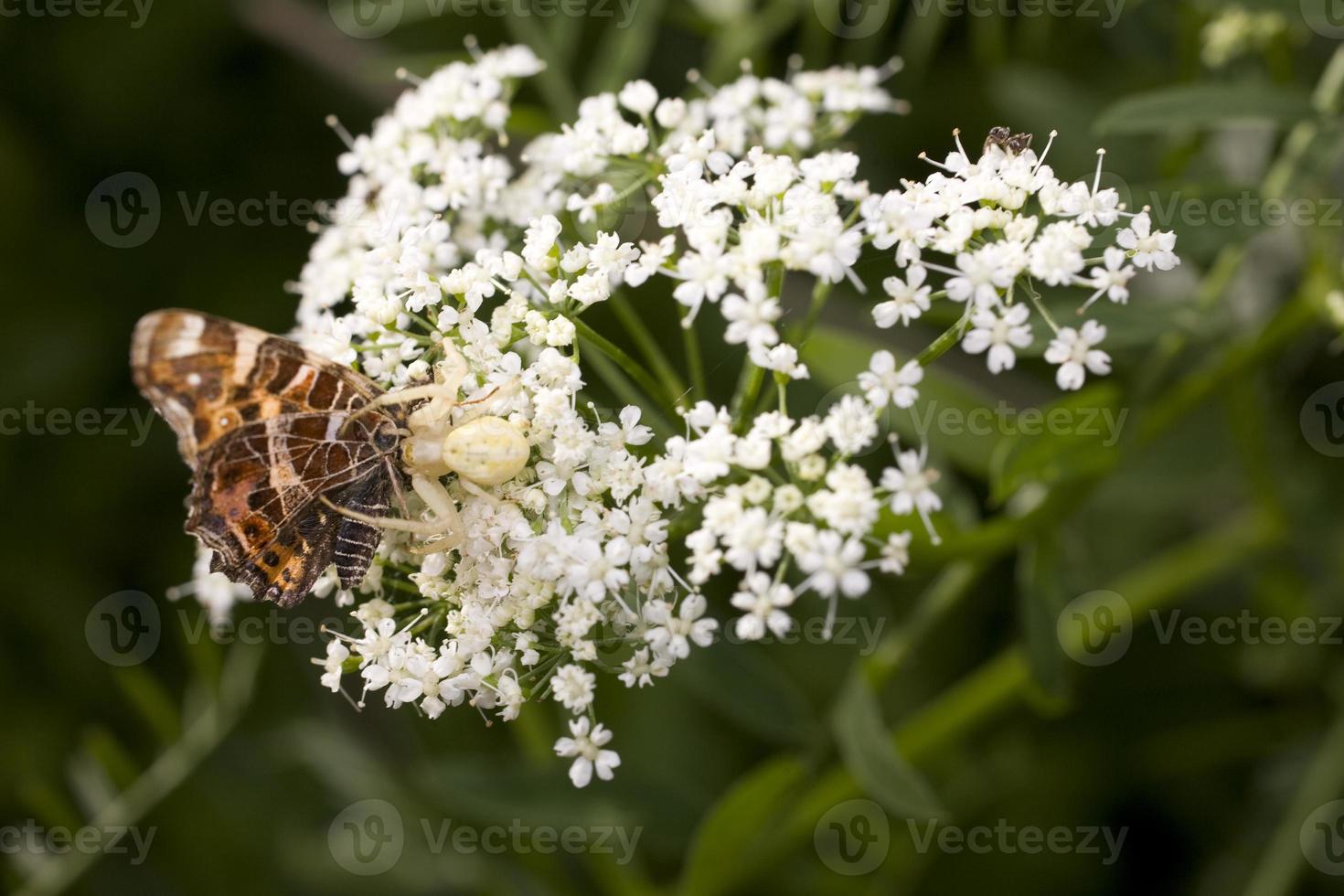 branco aranha come uma borboleta em uma verão flor foto