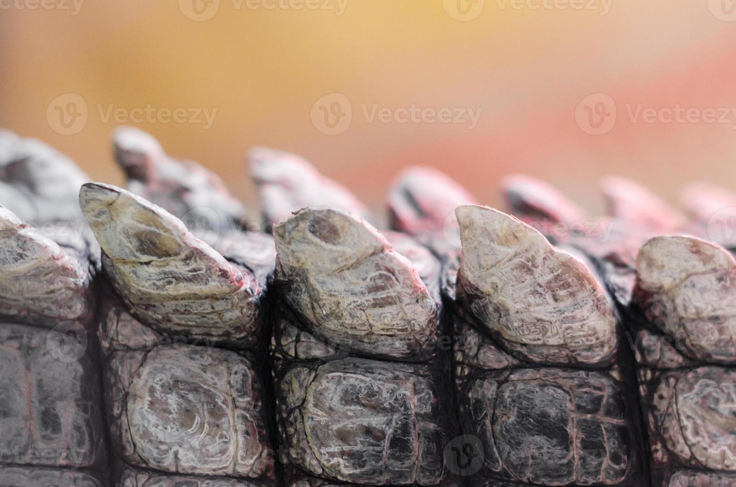 Detalhe de pele de crocodilo de crocodilo padrão close up foto