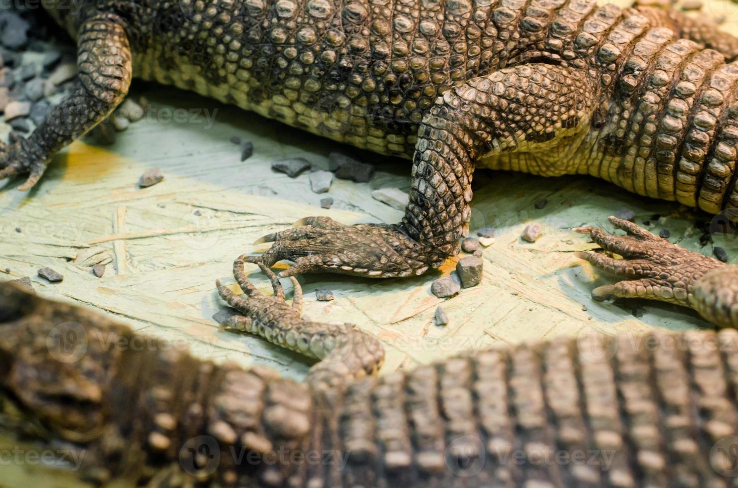 Detalhe de pele de crocodilo de crocodilo padrão close up foto