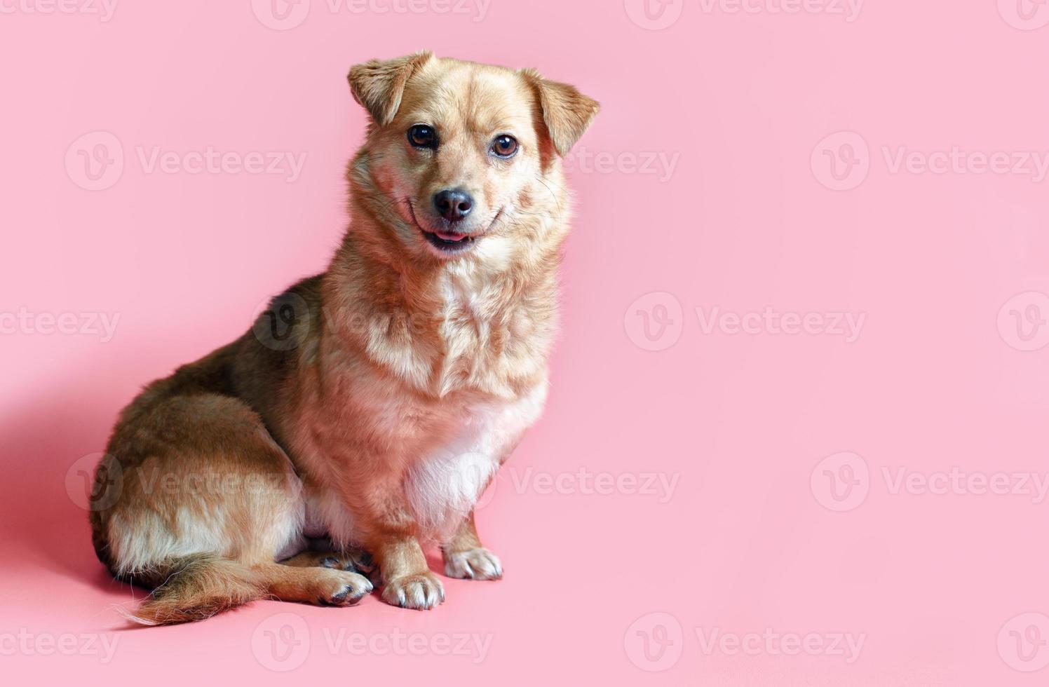 cachorro vira-lata sorridente alegre em um fundo de cor rosa foto