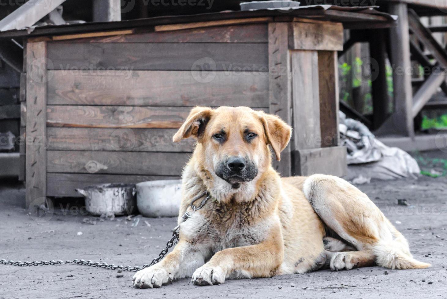 grande cachorro acorrentado deitado ao lado de uma cabine de madeira foto