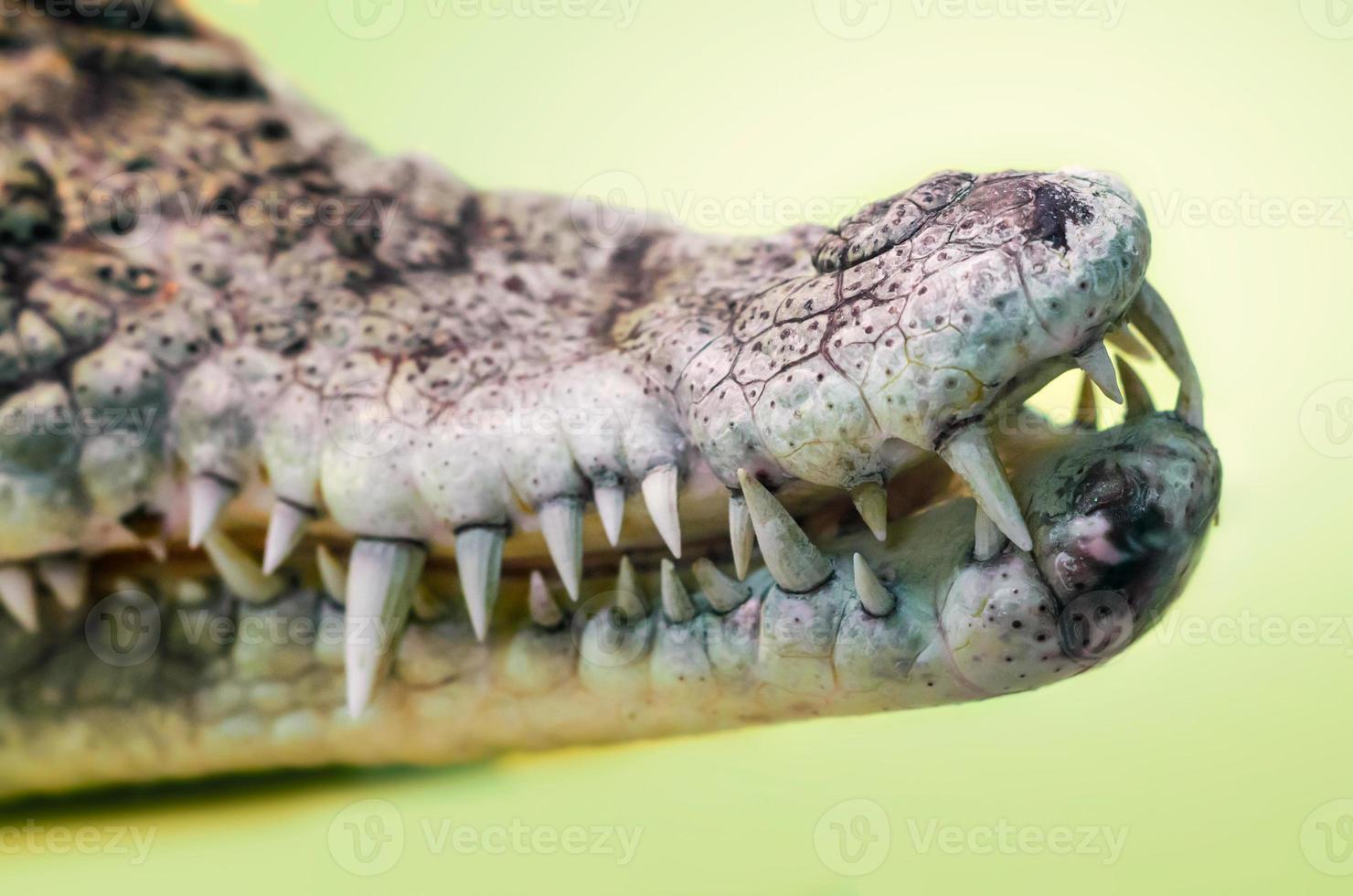 boca aberta de um crocodilo com presas afiadas isoladas de perto foto