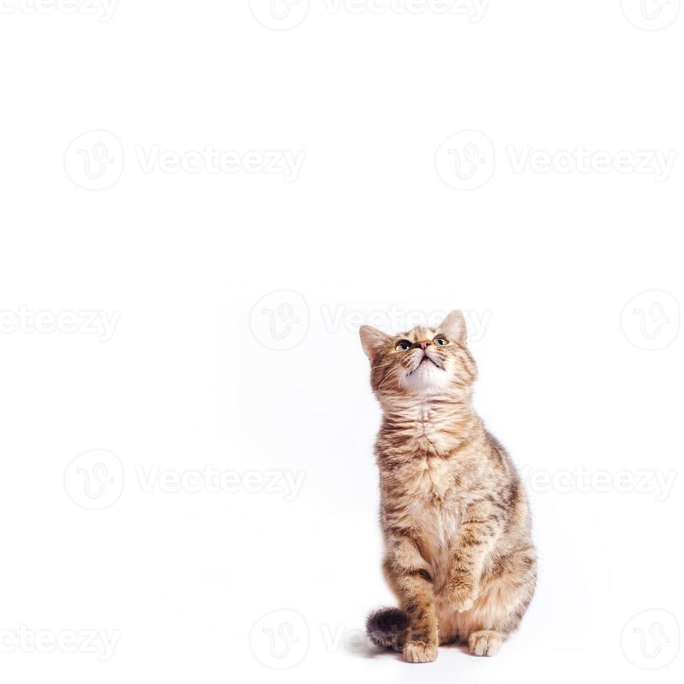 gato malhado gordo olhando para cima em um fundo branco foto