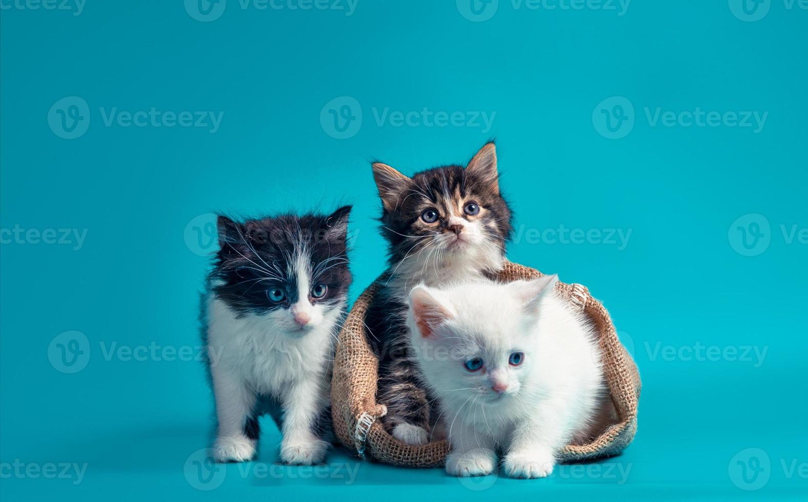 dois gatinhos fofos em um saco e um ao lado da bolsa em um fundo turquesa foto