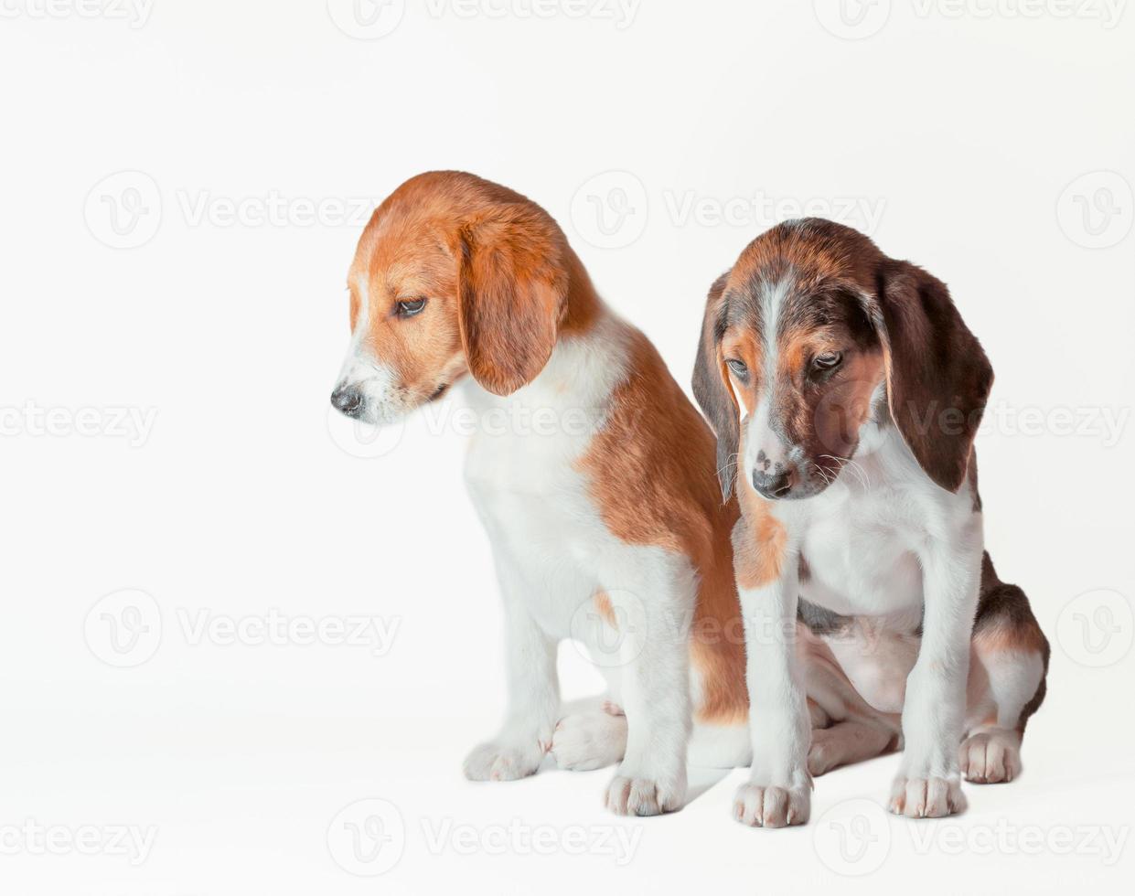 par de filhotes de cães estonianos estão tristes em um fundo branco foto