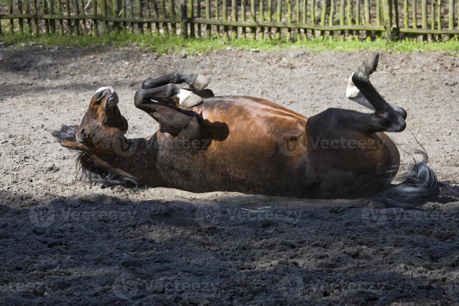 cavalo dentro a viga foto