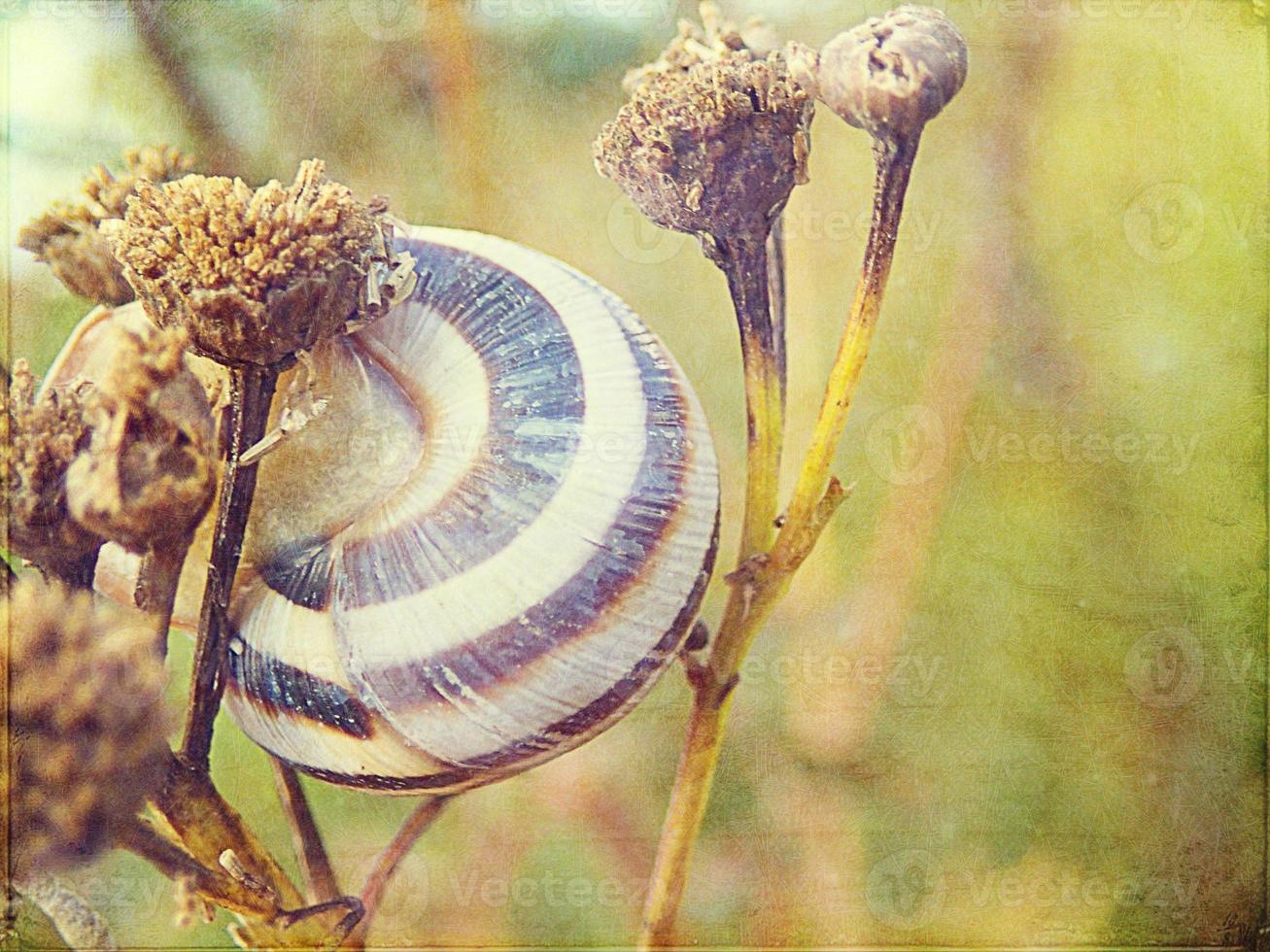 eu pequeno Caracol escondido dentro uma colorida Concha dormindo em a Relva dentro uma verão Prado foto