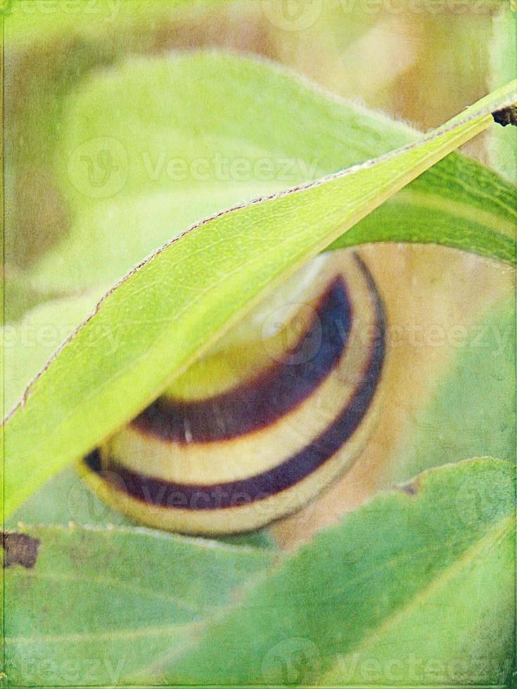 eu pequeno Caracol escondido dentro uma colorida Concha dormindo em a Relva dentro uma verão Prado foto