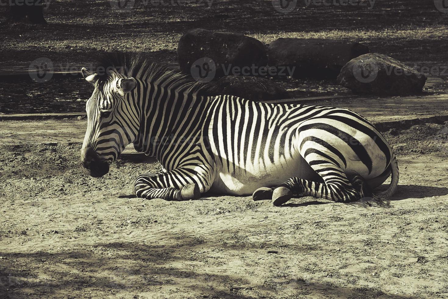deitado em a Relva uma branco e Preto zebra dentro a verão Sol foto