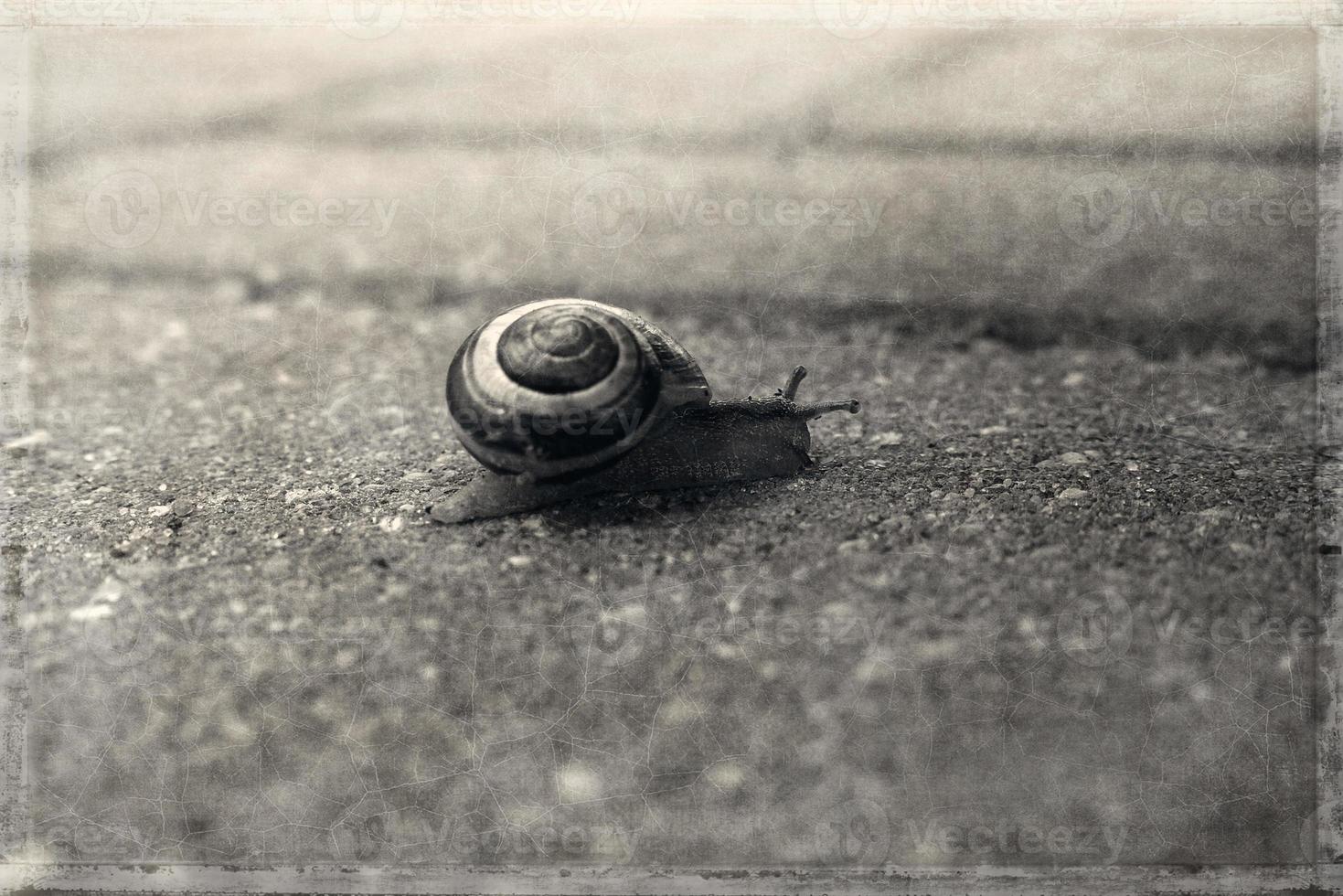 uma pequeno solitário Caracol caminhando em uma cinzento velho calçada foto