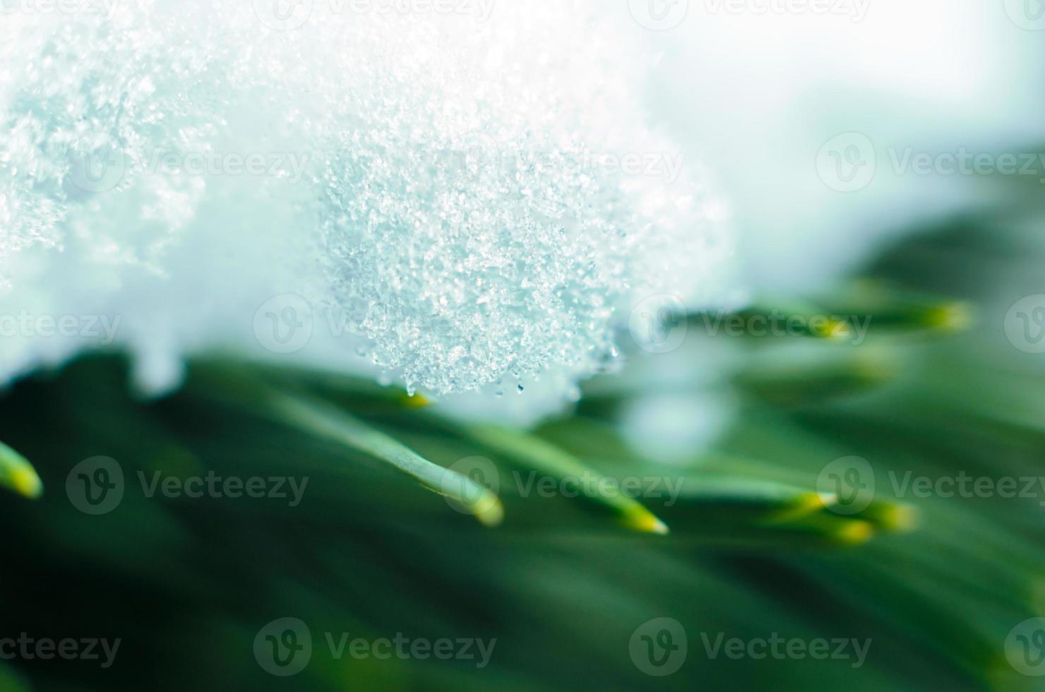 neve em ramos verdes abeto, fundo macro, flora da natureza clima inverno e primavera foto