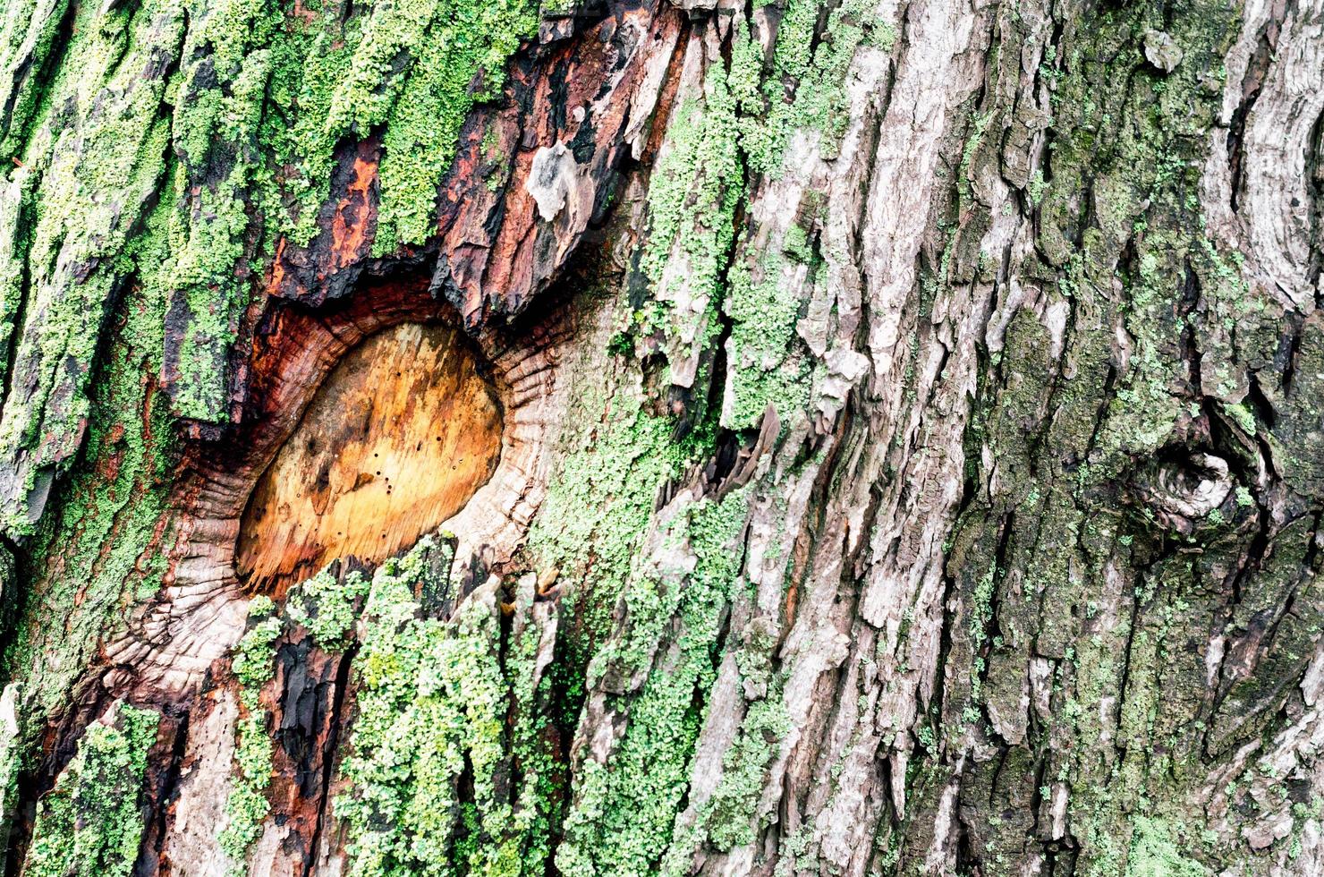 fundo de madeira do tronco da árvore de bordo com musgo verde foto