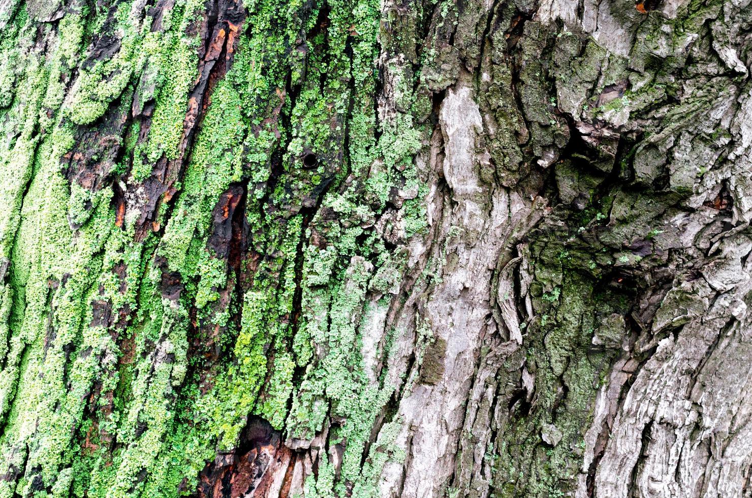 fundo de madeira do tronco da árvore de bordo com musgo verde foto