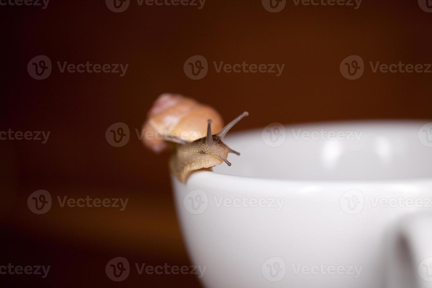 uma pequeno Caracol vagando em uma branquear copo foto