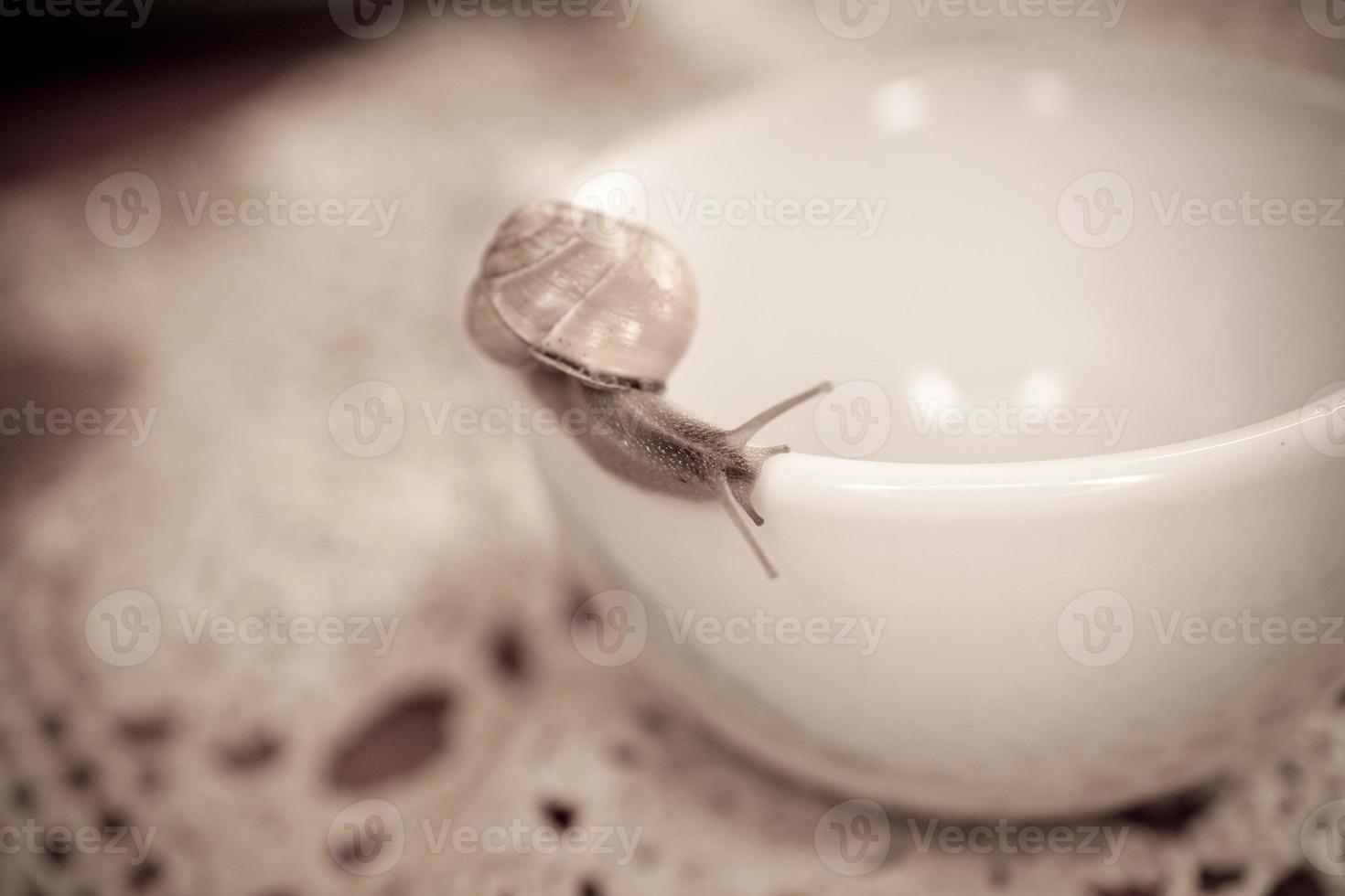 uma pequeno Caracol vagando em uma branco copo foto