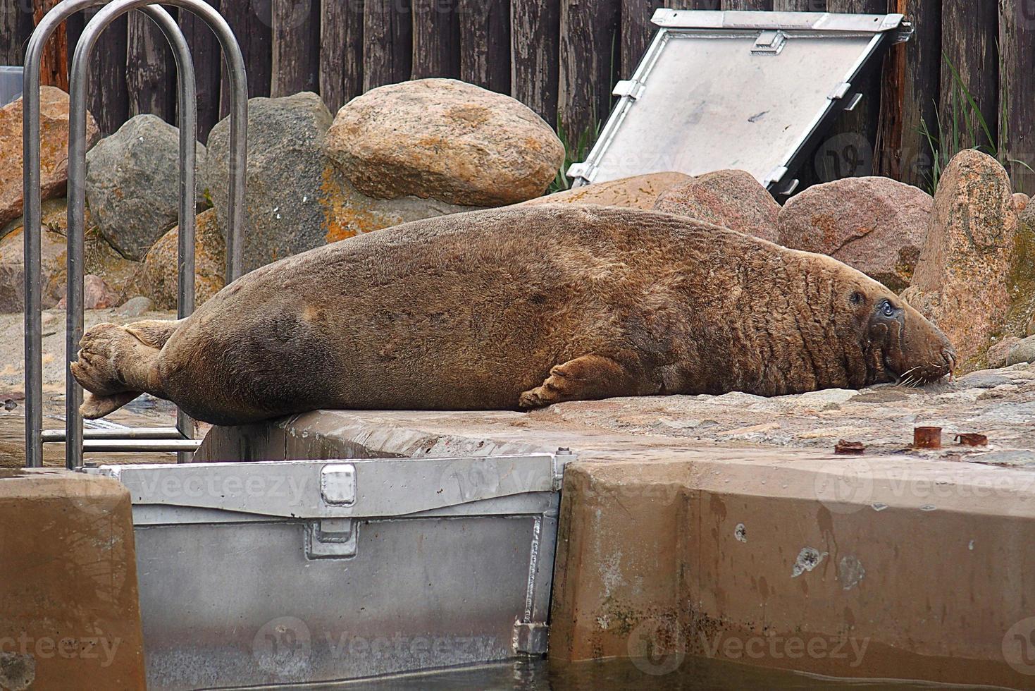 jogando salvou foca dentro uma jardim zoológico dentro Polônia foto