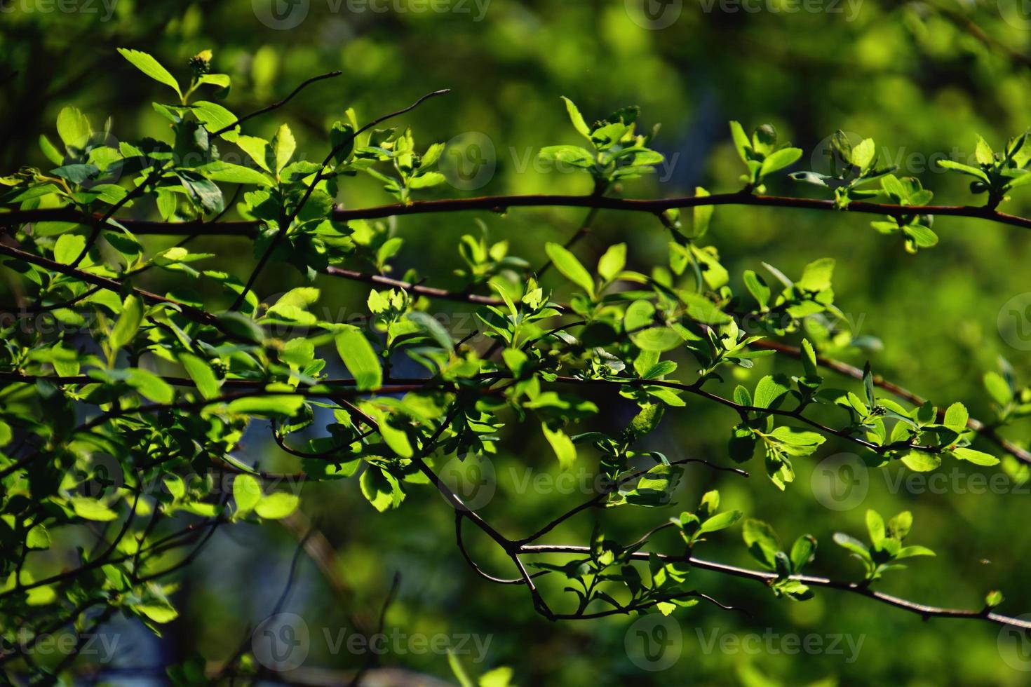 galho com jovem fresco Primavera verde folhas em uma caloroso ensolarado dia foto