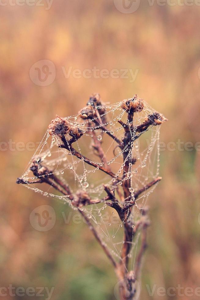 outono aranha rede dentro a névoa em uma plantar com gotas do água foto