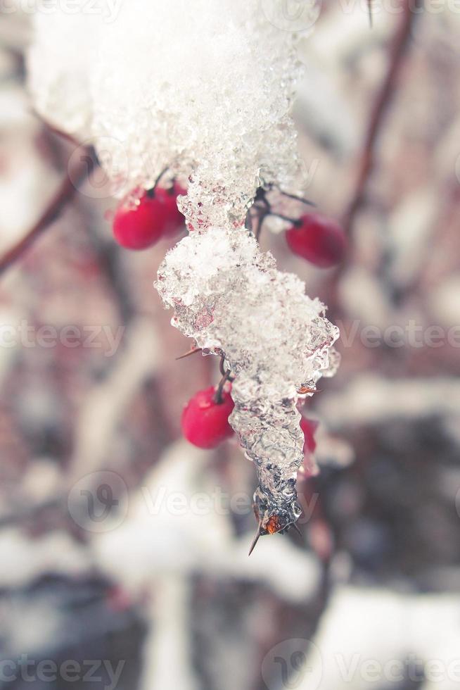 vermelho bérberis frutas coberto com inverno gelo foto