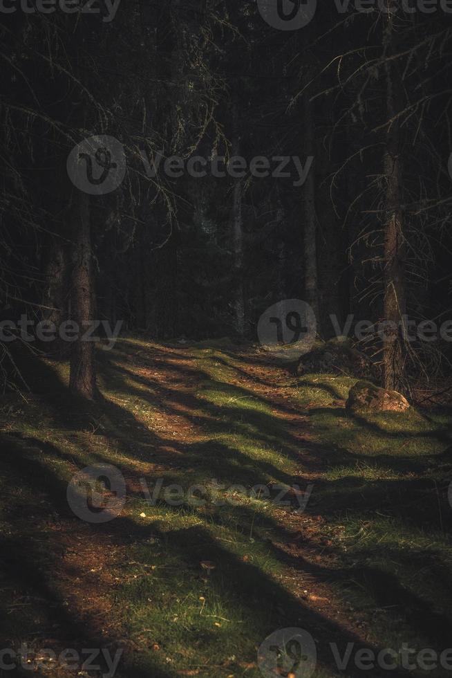 trilha em uma floresta profunda e escura foto