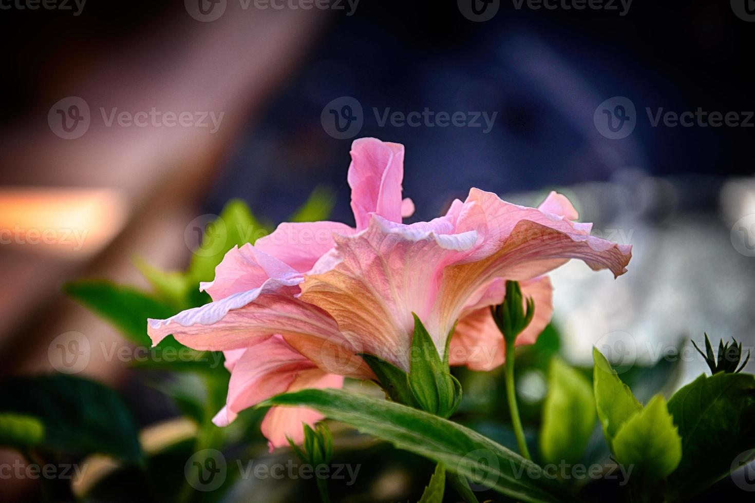 florescendo hibisco flor crescendo dentro a jardim entre verde folhas dentro uma natural habitat foto