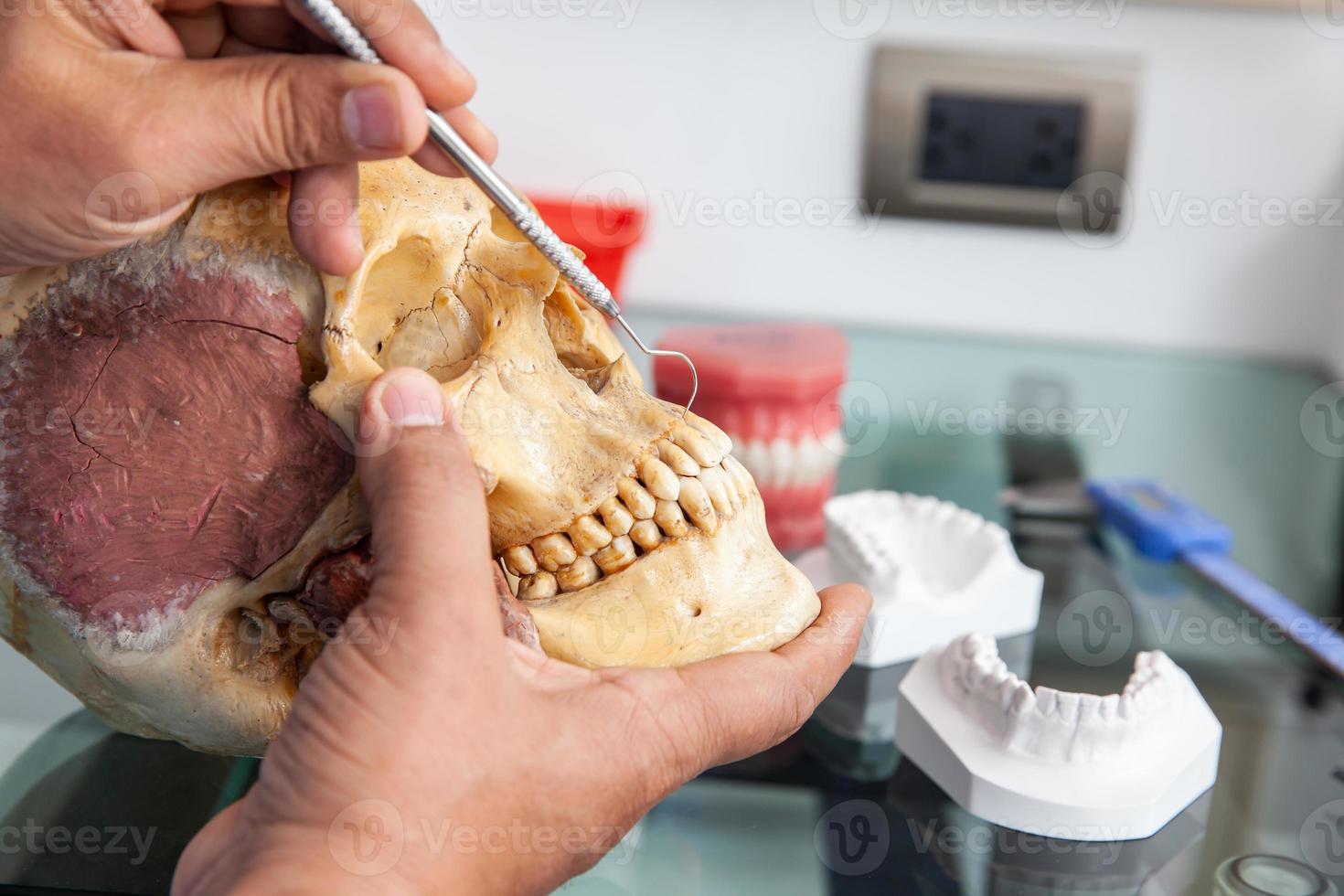 dentista mostrando a boca anatomia usando uma humano crânio foto