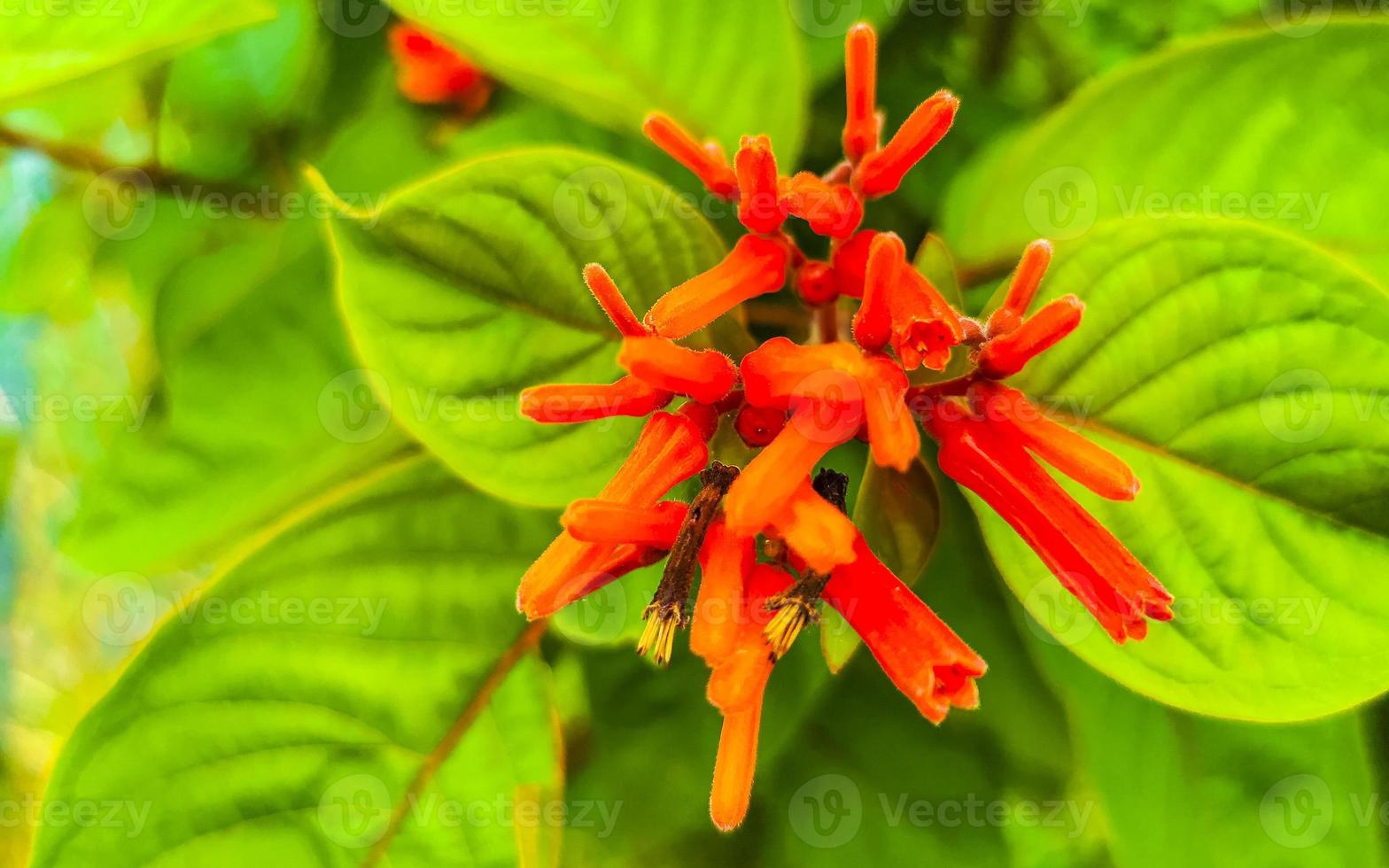 roxa Rosa vermelho flores flores plantas dentro tropical floresta natureza México. foto