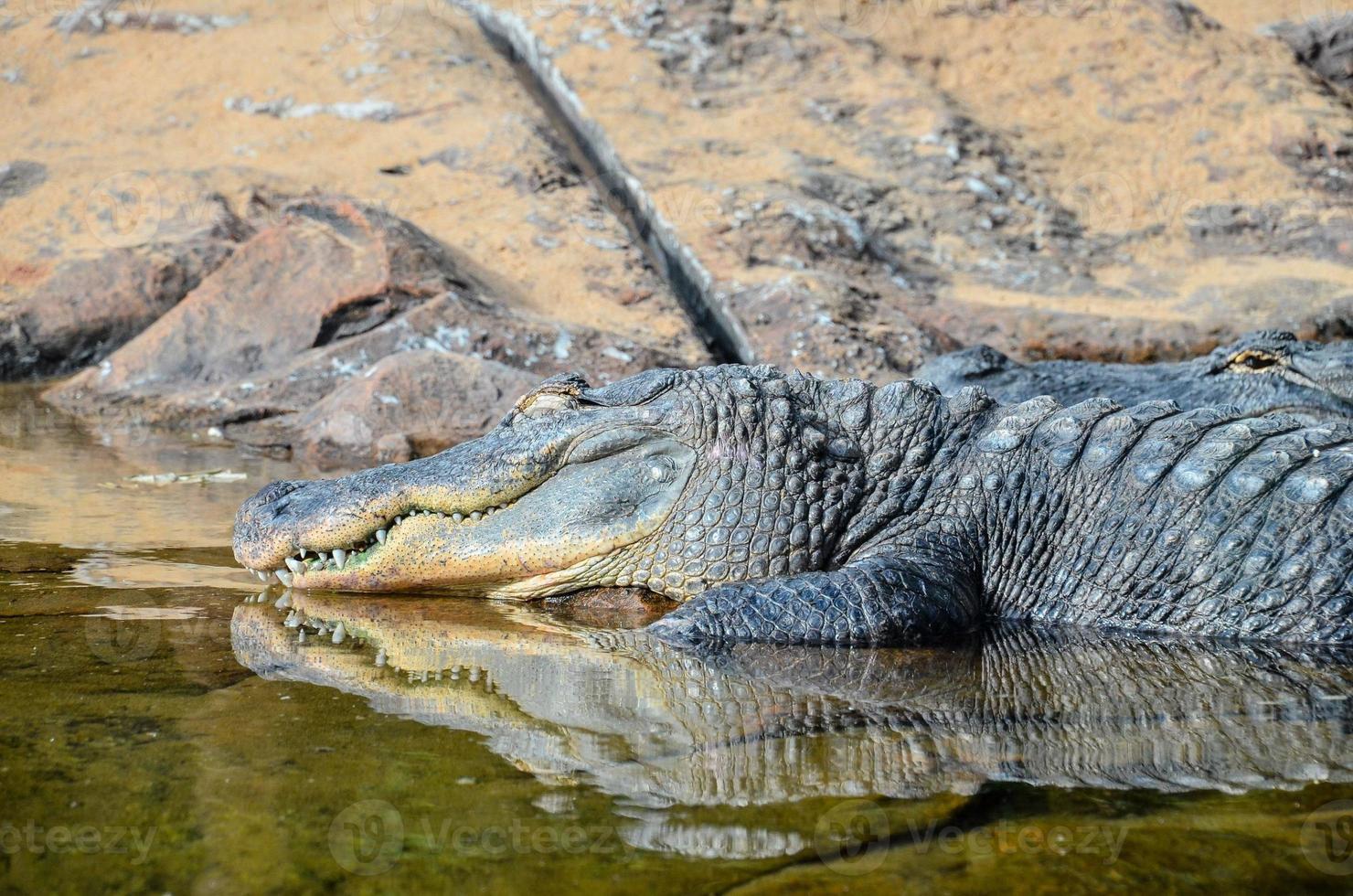 fechar acima do uma crocodilo foto