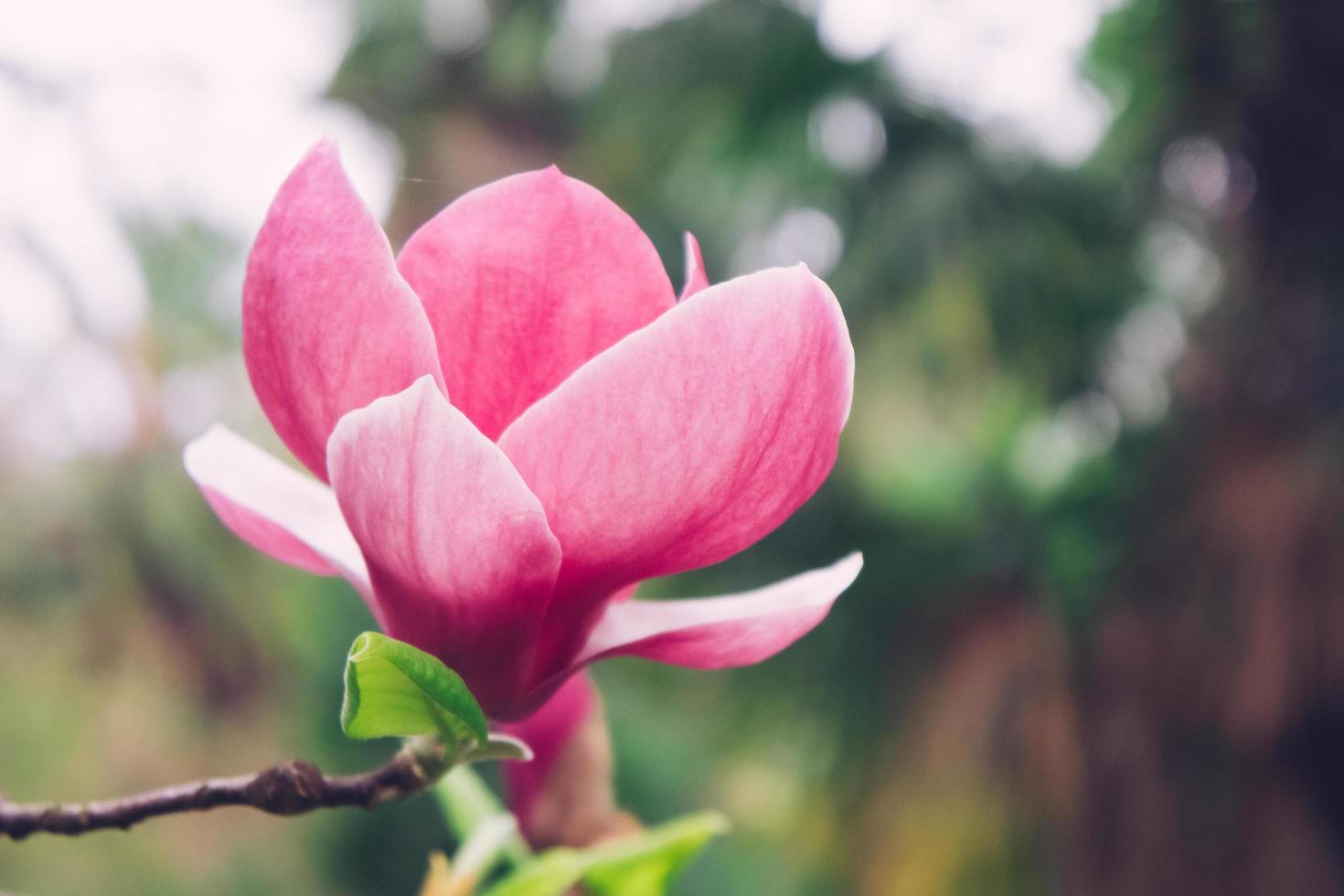 flor de magnólia rosa com fundo desfocado foto