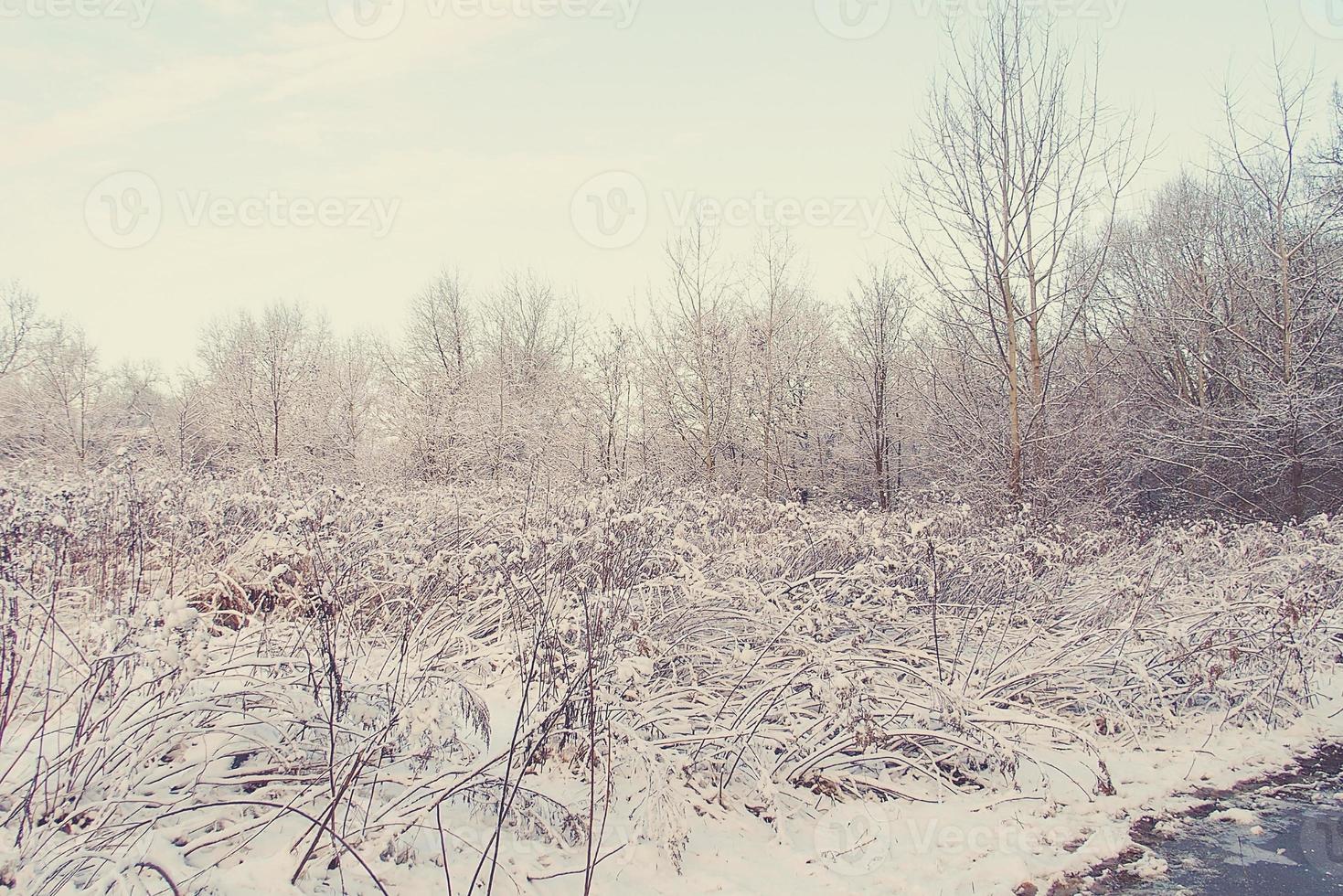 inverno panorama com fresco neve e árvores foto