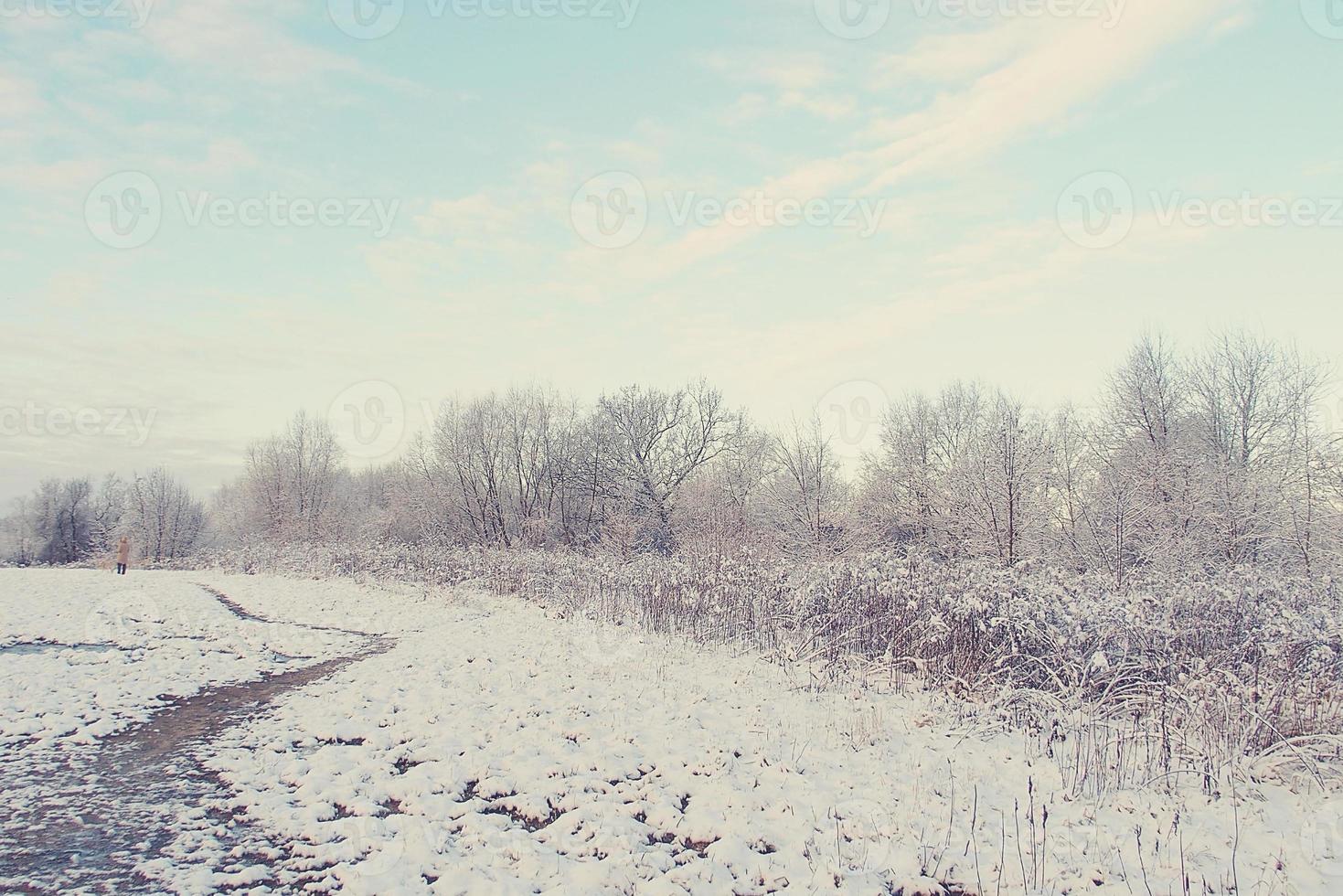 inverno panorama com fresco neve e árvores foto